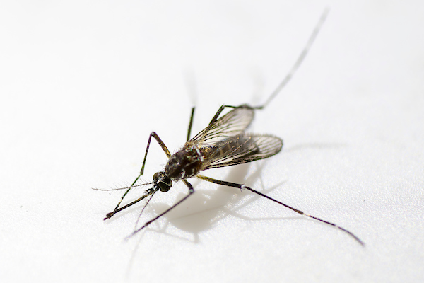 Texas A&M AgriLife (@agrilife) on Twitter photo Nothing ruins a perfect day outside like biting bugs that just won’t quit.
In an article with <a href="/yahoolife/">Yahoo Life</a>, Sonja Swiger with <a href="/txextension/">Texas A&M AgriLife Extension Service</a> and <a href="/aglifesciences/">TAMU College of Agriculture & Life Sciences 👍</a> explains how you can fight back.
yahoo.com/lifestyle/keep… Nothing ruins a perfect day outside like biting bugs that just won’t quit.
In an article with <a href="/yahoolife/">Yahoo Life</a>, Sonja Swiger with <a href="/txextension/">Texas A&M AgriLife Extension Service</a> and <a href="/aglifesciences/">TAMU College of Agriculture & Life Sciences 👍</a> explains how you can fight back.
yahoo.com/lifestyle/keep…