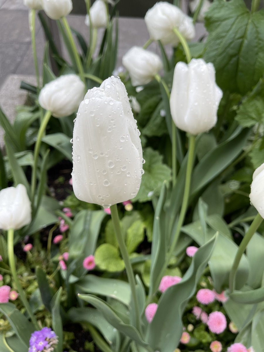 كالفراشة أرواحنا تهبط في المكان الذي يمنحها الشعور بالأمان 🌷.