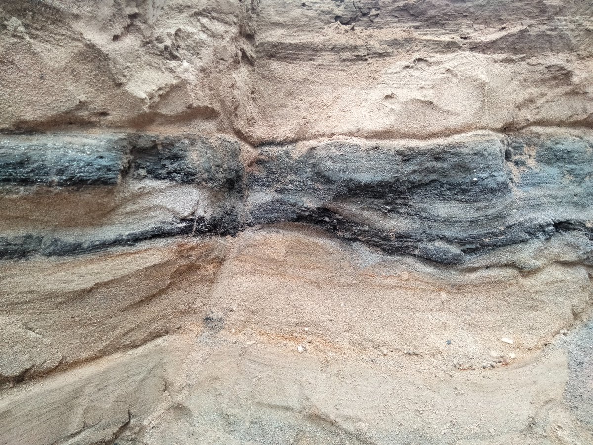 srieramora's tweet photo. El projecte PaleoBarcino està col.laborant en l'estudi de la configuració litoral en aquesta època i l'evolució d'un canal del Besòs en el sector, a partir de la fauna marina  i formanífers.
S'estudien els grans de pol.len de la pega del casc per determinar els ports de reparació https://t.co/tbTa76cI4K