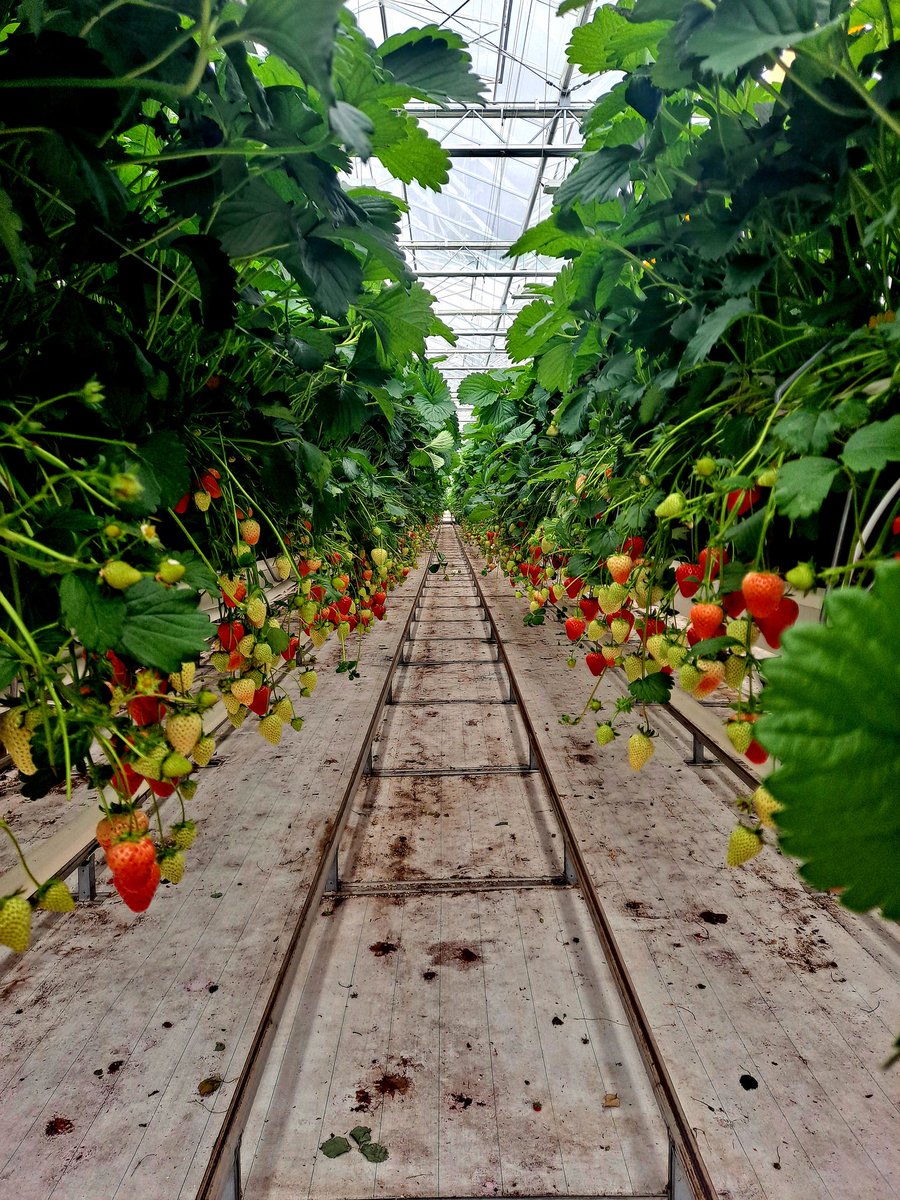 HannahVCooper's tweet image. 🚜 Huge thank you to @ResearchDF for hosting @UniofNottingham researchers today.

🌱 Great discussions on shared priorities for sustainable farming.

🍓 And some really tasty strawberries!

@UoNFoodSystems @tstorr1 @RichMMeredith @NickGirkin