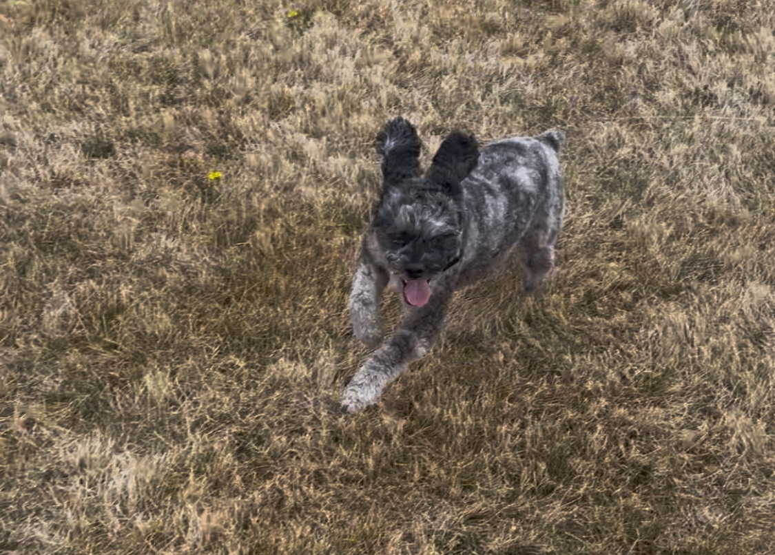 Jenna Morrison ✨ is agented & on submission ✨ tweet media