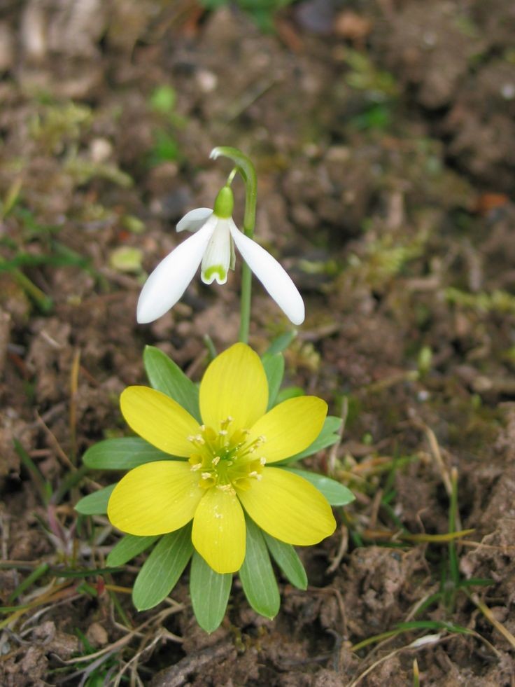 Naturepathway's tweet photo. A cheerful pairing of early spring blooms: a bright yellow Winter Aconite (Eranthis hyemalis) nestled below a delicate, nodding Snowdrop (Galanthus). While Snowdrops aren't native to India, Winter Aconite can sometimes be found in cultivation. #WinterAconite https://t.co/Z6bI86t6gf