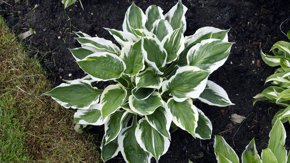 Too much shade on your patio? 🌿 John Moore from Pyracantha suggests hostas! These lush, low-maintenance perennials have stunning multi-coloured leaves, plus fragrant summer flowers.

Learn how to transform your shady spots here: tinyl.io/CECr