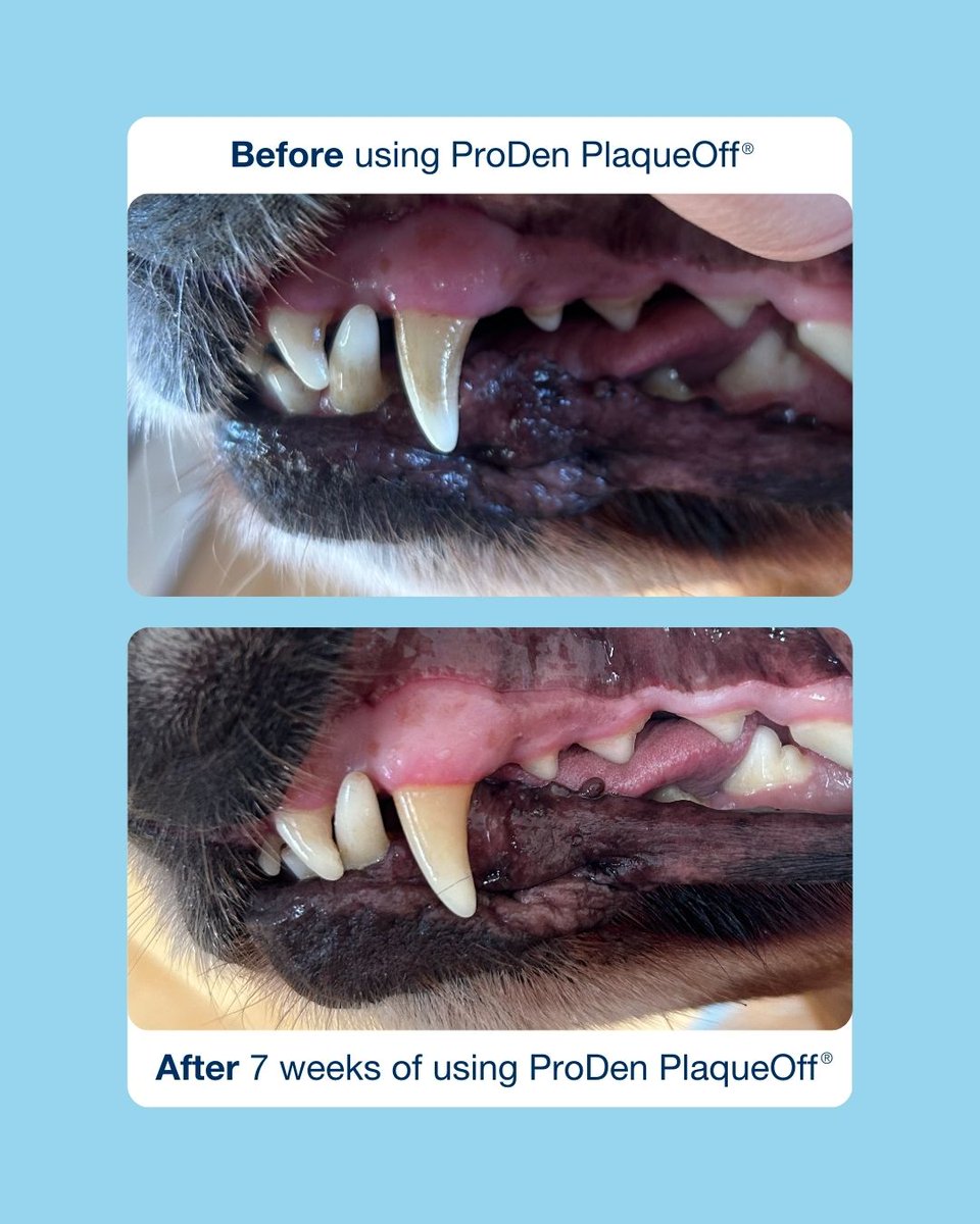 After just 7 weeks of using ProDen PlaqueOff, the difference is clear! 🦷✨

Thank you to @retrieversjourney for sharing this amazing transformation. Good oral health is essential for overall wellbeing, and we love seeing real results like these 🩵💙