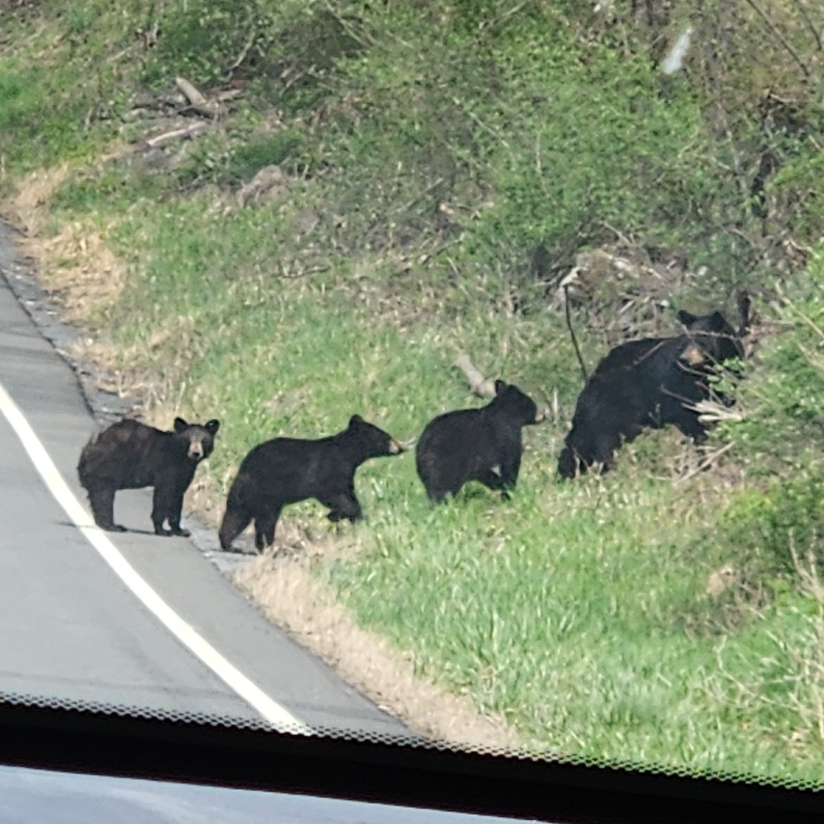 NJ isn't all bad. I love living in the north. My daughter snapped this pic of a sow and 3 cubs as we just turned  for the house. We idled in the road and just watched them for about 5 minutes.  Rural roads are the best roads.