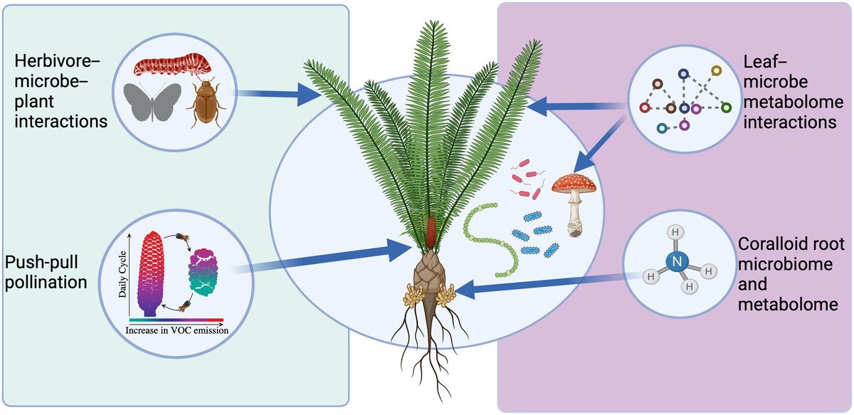 NewPhyt's tweet photo. Chemical #ecology of symbioses in #cycads, an ancient plant lineage
#ResearchReview by Shayla Salzman, et al.
📖 https://t.co/0knKEXiWsR
Includes a Summary available in 🇪🇸
#LatestIssue @wileyecolevol https://t.co/xdVuo6oGTw