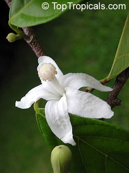 Naturepathway's tweet photo. A pristine white bloom, possibly belonging to the Quararibea genus, graces a branch, a beautiful addition to India's cultivated tropical flora. #Quararibea #TropicalFlowers #IndiaGardening #WhiteBloom https://t.co/zz62NwFsLO