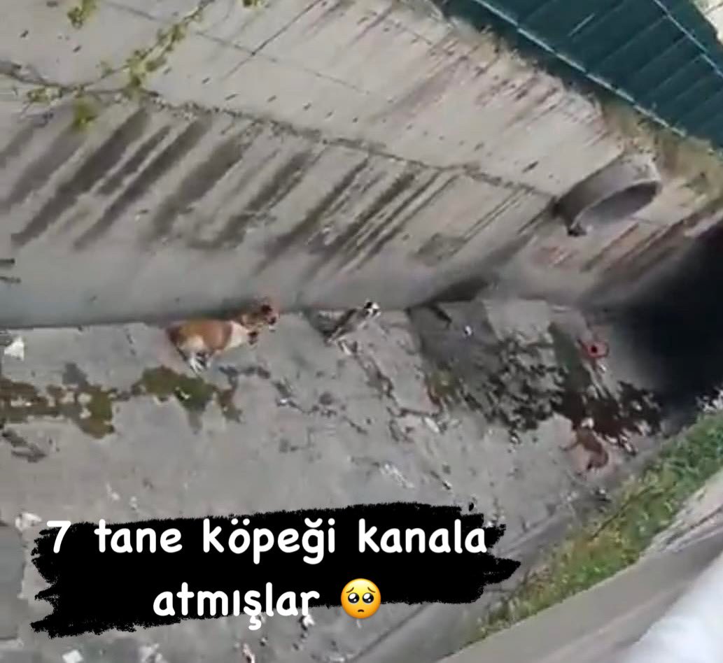 Caniler, 7 tane köpeği kanala atıp kaçmışlar. İtfaiye ve gelen diğer ekipler kurtaramamışlar.

Onları oradan çıkarabilecek olanlara acil yardım ihtiyacı var 

Bağcılar/Fatih Mahallesi

#SokakHayvanlarıSahipsizDeğil
