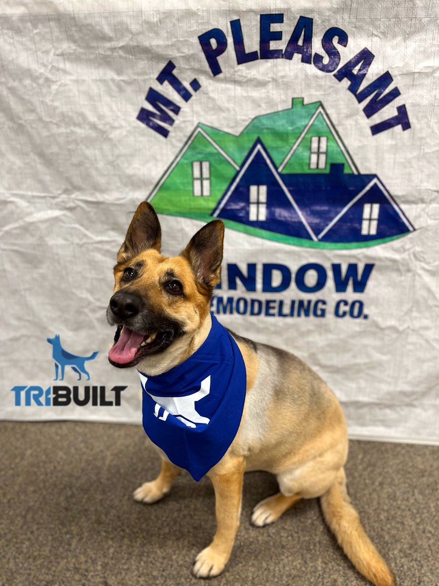 MPW_Remodeling's tweet photo. In Loving Memory of Happy, Our Chief Morale Officer 
Yesterday, we said goodbye to a friend, teammate, and the heart of our office. Happy crossed the rainbow bridge after years of bringing smiles to Mt. Pleasant Window &amp; Remodeling.
Rest easy, Happy. You were the very best girl. https://t.co/PRzvR8n1sl