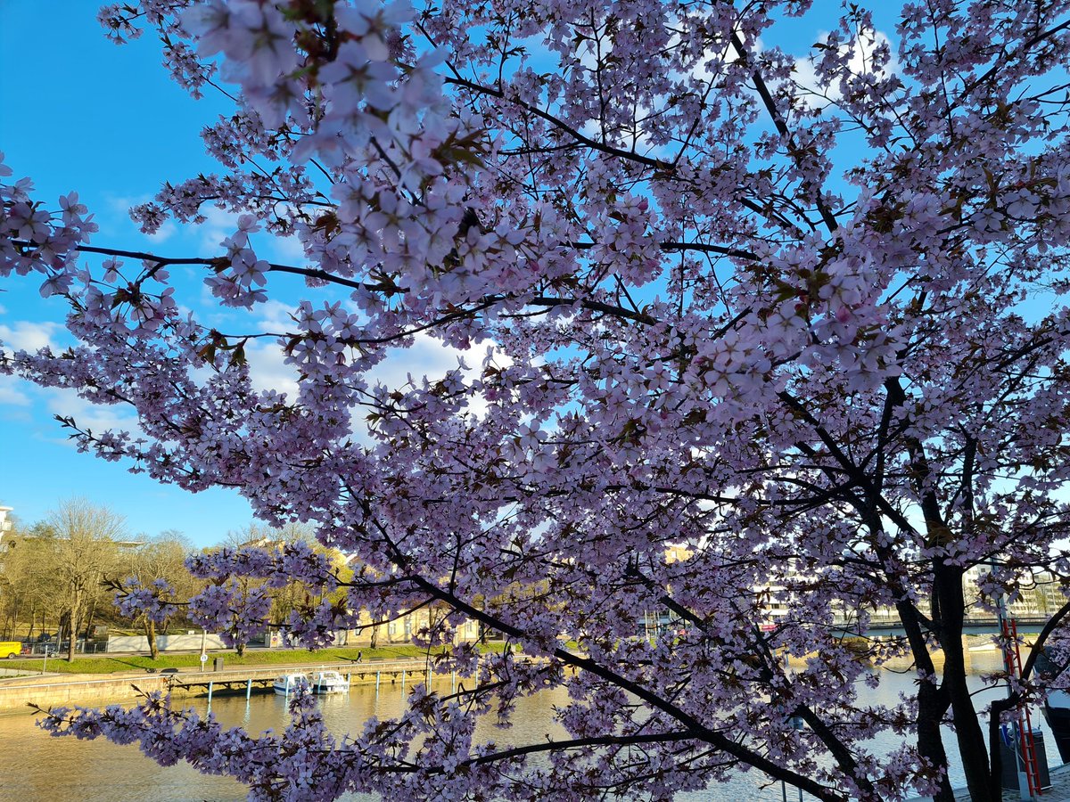 MeMakela's tweet photo. Niin paljon nättiä nyt.
#Turku https://t.co/D69TF1EeVg