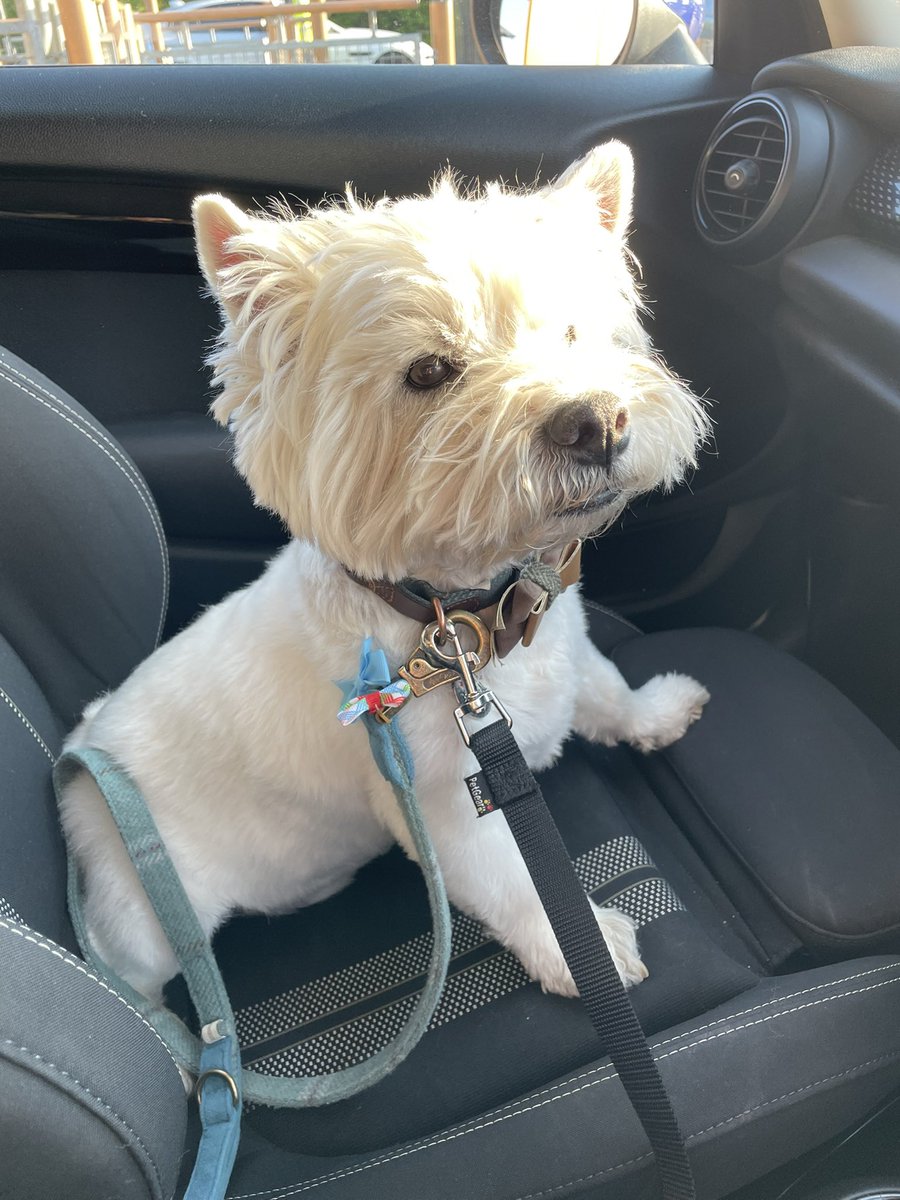 Pals, a BIG thanks to everyone who replied with food advice. We read them all and made notes. I bean the vets tonite and got some further help too as I’ve had a particularly bad couple of days 💩

I haven’t eaten fur a couple of days but did manage to eat a chiggen nugget just 👀