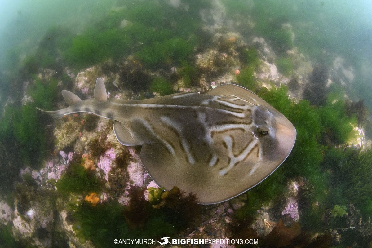BigFishTrips's tweet photo. Southern Fiddler Ray on a misty day at Point Cook, Australia. #southernfiddlerray #pointcook #sharksandrays #sharksofasutralia https://t.co/4PsxGBTVRd