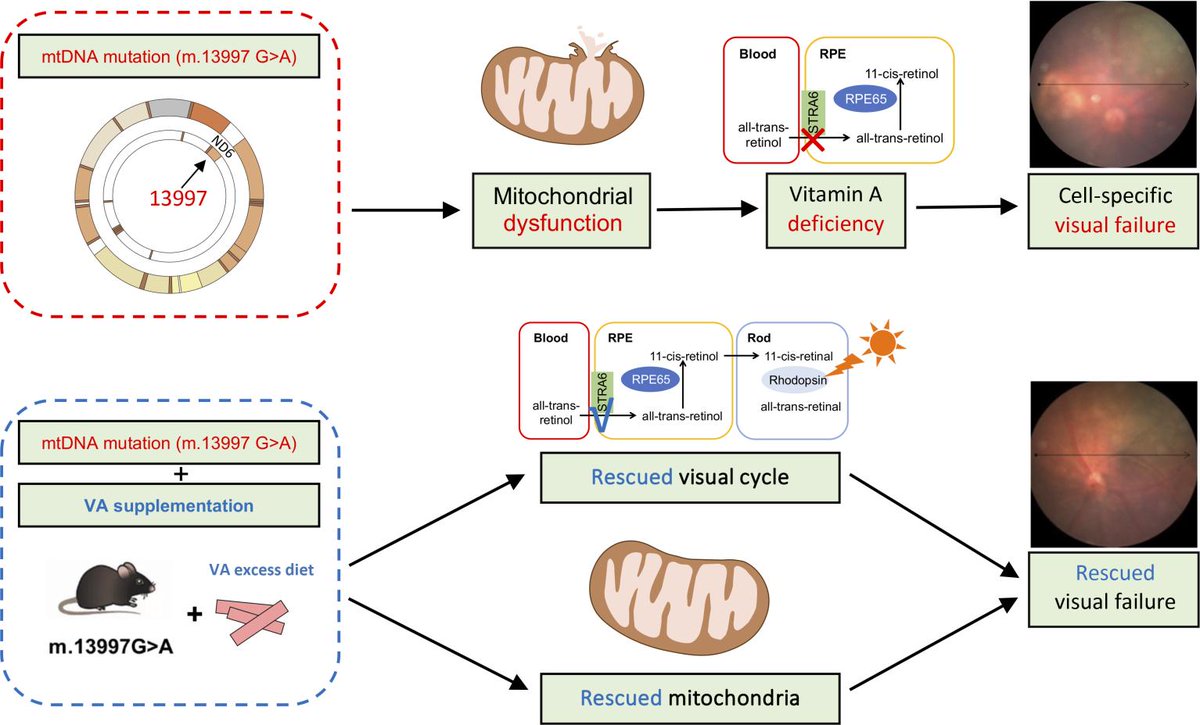 Cheng Ai et al. investigate the effects and therapeutic potential of VA supplementation in Leber hereditary optic neuropathy--an inherited form of vision loss–their  findings may impact its precision diagnosis and treatment: insight.jci.org/articles/view/…