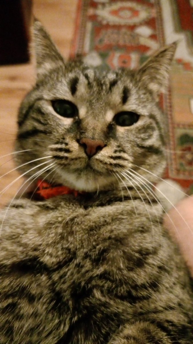 Ehehe beni koşulsuz şartsız seviyor.