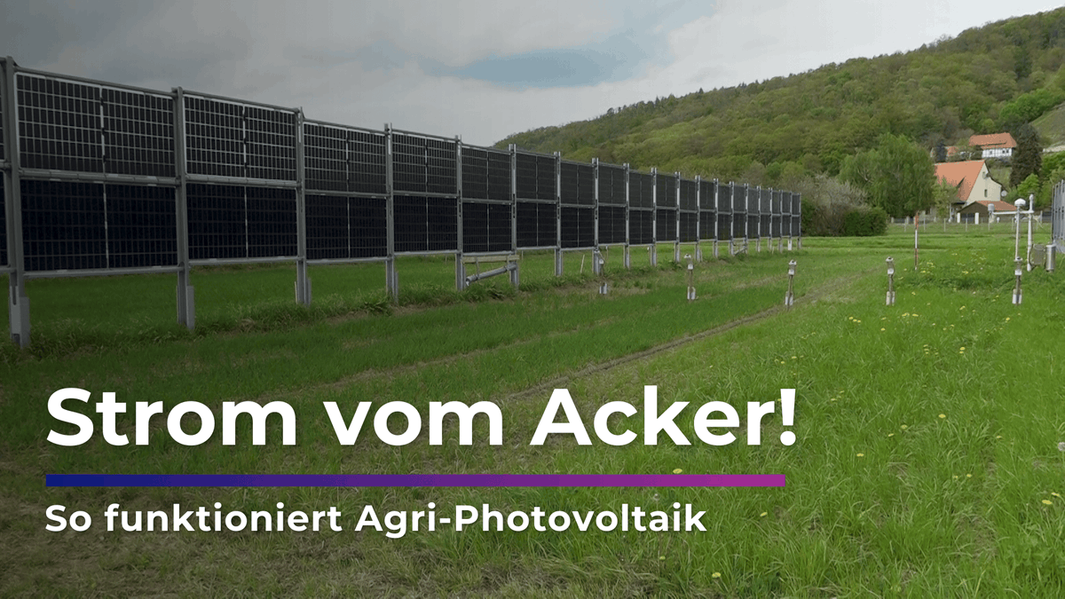 SACHSEN_eins's tweet photo. 🌾 Strom vom Acker? In Pillnitz entsteht eine Agri-Photovoltaik-Anlage.
Wie Landwirtschaft und Solarstrom hier auf derselben Fläche funktionieren sollen – wir haben uns das Projekt vor Ort angeschaut. 🌞🔋
👉https://t.co/Se263LTjWY https://t.co/LuveJt0nZx