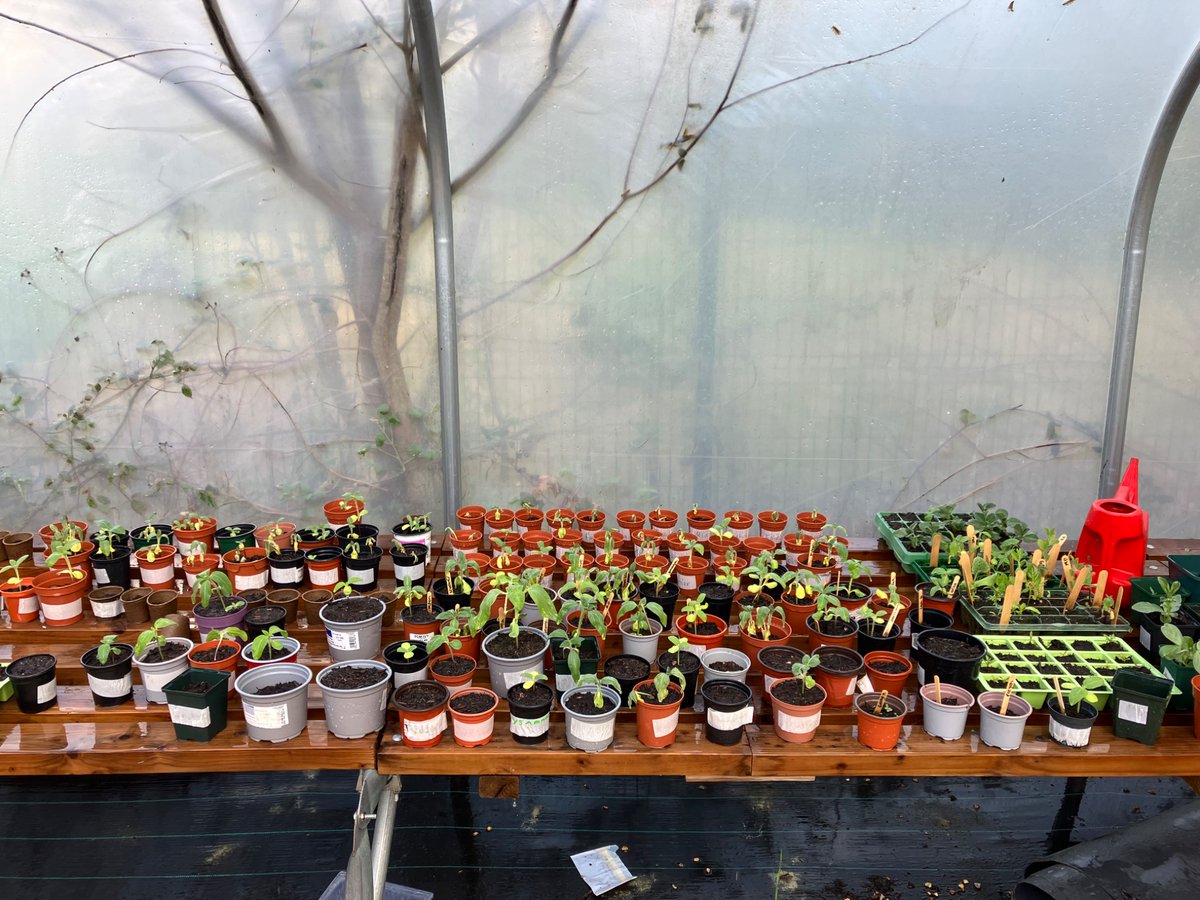 Seedlings coming along lovely in the polytunnel   🌱 🪴😀