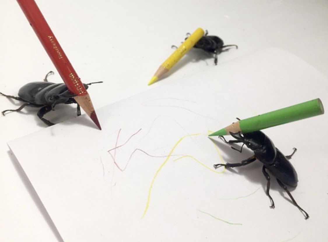 druinsected's tweet image. &quot;Bugs are useless, they do nothing—&quot;
The beetles of artistry &amp;amp; talent: