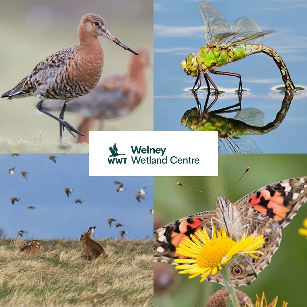 Blended Monkey (@blended_monkey) on Twitter photo You can find a selection of our work in the lovely Welney Wetland Centre shop🦆
This fabulous reserve is just a few minutes drive from our studios, which makes our collaboration all the more personal and interesting to us 🌿
l8r.it/xNSL
<a href="/WWTWelney/">WWT Welney</a> You can find a selection of our work in the lovely Welney Wetland Centre shop🦆
This fabulous reserve is just a few minutes drive from our studios, which makes our collaboration all the more personal and interesting to us 🌿
l8r.it/xNSL
<a href="/WWTWelney/">WWT Welney</a>