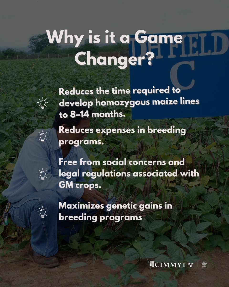 CIMMYT's tweet photo. 🔬 #CIMMYT is revolutionizing #MaizeBreeding with #DoubledHaploid (DH) technology—cutting time and costs while boosting genetic precision, #Sustainability, and #FoodSecurity. 🌾 https://t.co/75DFnJC0jP
