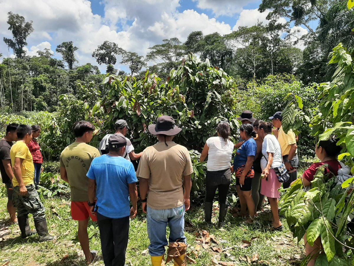 Agricultura_CZ2's tweet photo. #Orellana| 🌱En Indillama, Alejandro Labaka, 24 productores se capacitaron en manejo integrado del cultivo de cacao, con prácticas realizadas: Poda de mantenimiento y aplicación de fungicida para control de monilla.🌱🤝
#MAGContigo #AgriculturaSostenible #ElNuevoEcuadorResuelve🇪🇨 https://t.co/SjTTowQXrl