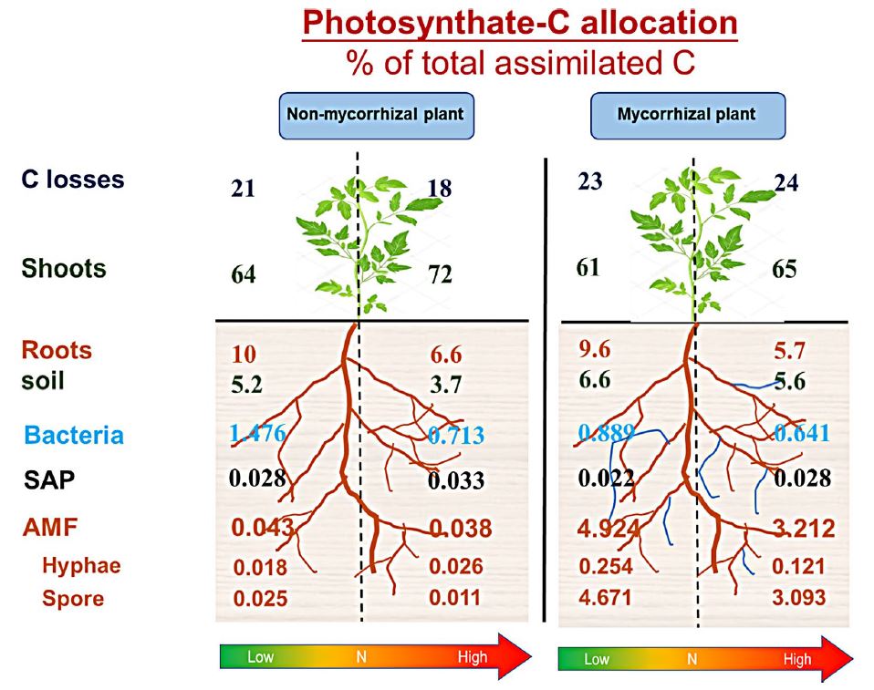 Michaela A. Dippold (@michaeladippold) on Twitter photo Different study (using mutants), different crop (#tomato), same picture: #nitrogen starvation drives tomatoes to allocate #carbon to #AMF - a key process not only for crop nutrition but also for C stabilization in #soils. Of Jie Zhou & <a href="/loeppmann/">Sebastian Loeppmann</a> et al.: rdcu.be/d8Nme Different study (using mutants), different crop (#tomato), same picture: #nitrogen starvation drives tomatoes to allocate #carbon to #AMF - a key process not only for crop nutrition but also for C stabilization in #soils. Of Jie Zhou & <a href="/loeppmann/">Sebastian Loeppmann</a> et al.: rdcu.be/d8Nme