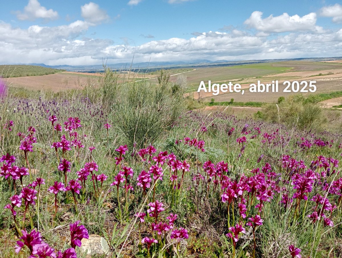Tras la abundante lluvia el sol luce y nuestro entorno de #Algete verdea con flores variadas que nos alegran, renaciendo, como cada año.
Algunas tan características como el #cantueso, el tomillo, la "#orchis papilonácea" también llamada #orquídea mariposa. 🌿🌾 🌷