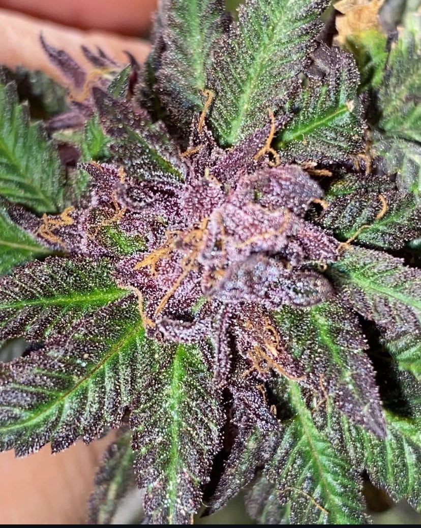 BlockBerry420's tweet image. Chocolate runts