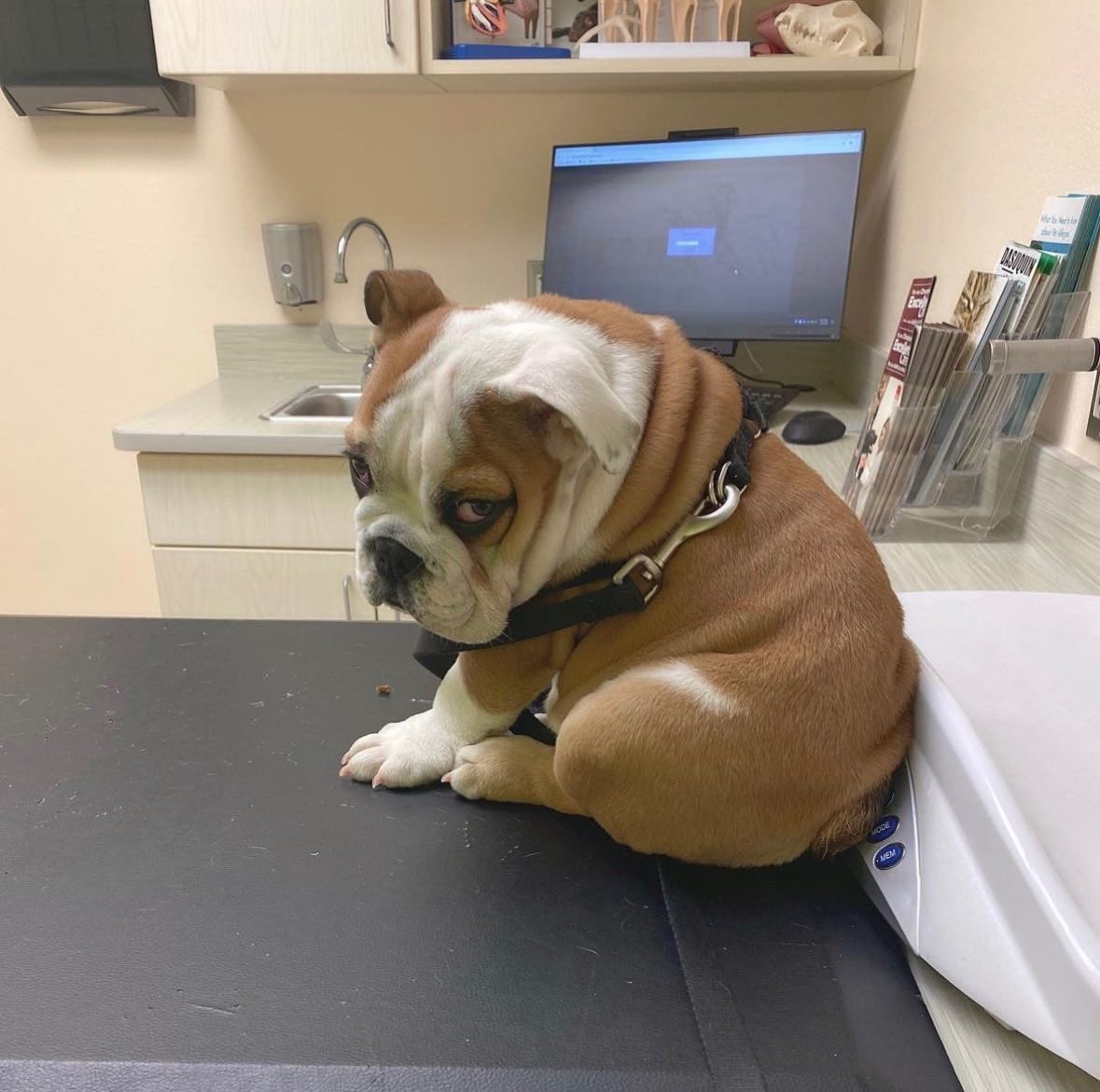 This is Tuna. You have once again taken him to the vet instead of the park.  Fool him once, shame on you. Fool him twice, even more shame on you. 13/10