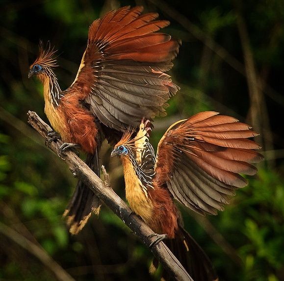 Naturepathway's tweet photo. Two Hoatzin birds displaying their beautiful wings. #hoatzin #birdphotography #wildlife #amazonbirds #nature https://t.co/7d8oxHpdvz