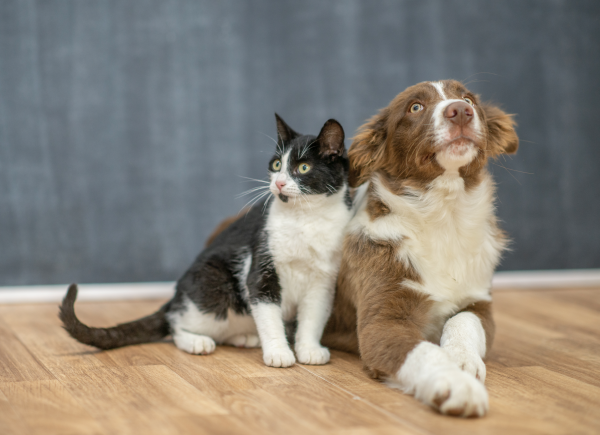 HealthyPawsPet's tweet photo. Pet health MYTHS DEBUNKED! 🚨🐾
❌ “No fleas on my pet = flea-free!”
✅ 95% of fleas lurk in YOUR home! 🏠🦟
❌ “Pets wreck stuff to spite me!”
✅ Boredom/anxiety is the real culprit 😴😤
❌ “Vet only when sick!”
✅ Yearly checkups save lives! 🩺💪
#PetCare #PetHealth #PetMyths https://t.co/WqP1UZqRoj
