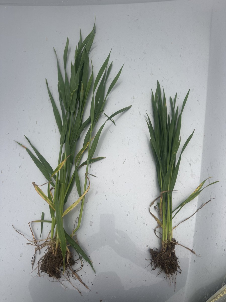 Triticale vs wheat, same field same sowing date.