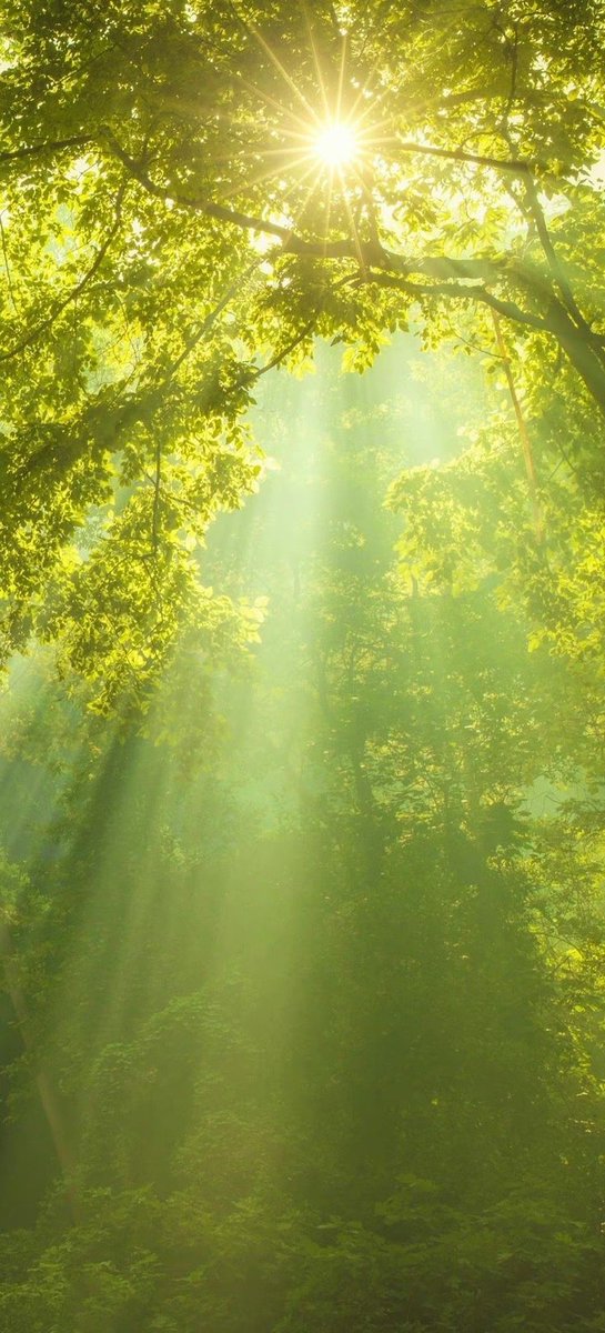 BeeBareld's tweet photo. Live like a tree 🌳
Be life itself...

From root, to stem, to branch, to leave...and let each part soak in the light... coming through the Sun 🌟, from Source... ⛲️🙏✨️ https://t.co/3vBkSpBf7u