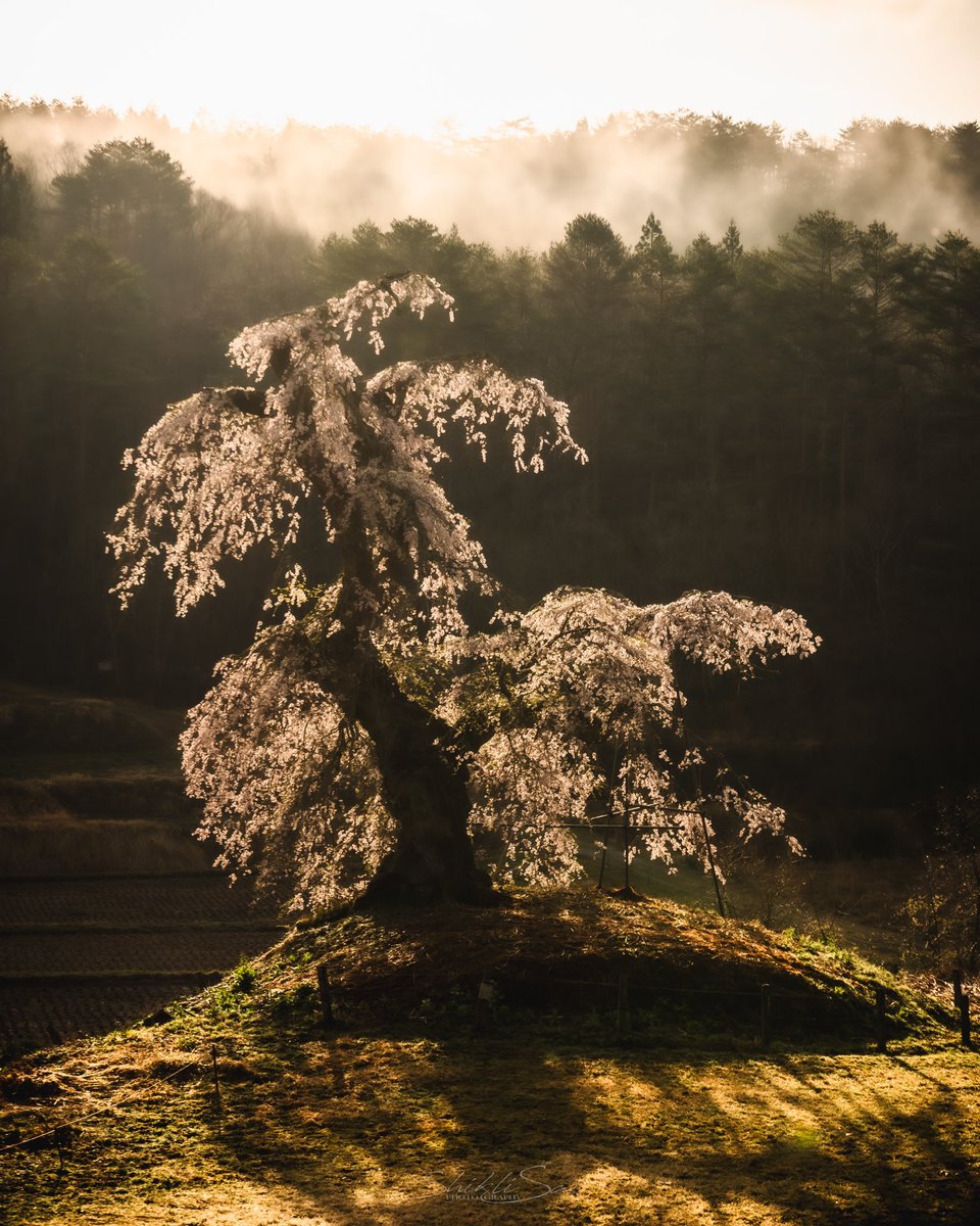 saiscape693's tweet image. #東京カメラ部 #tokyocameraclub
#Nikon #Z6III