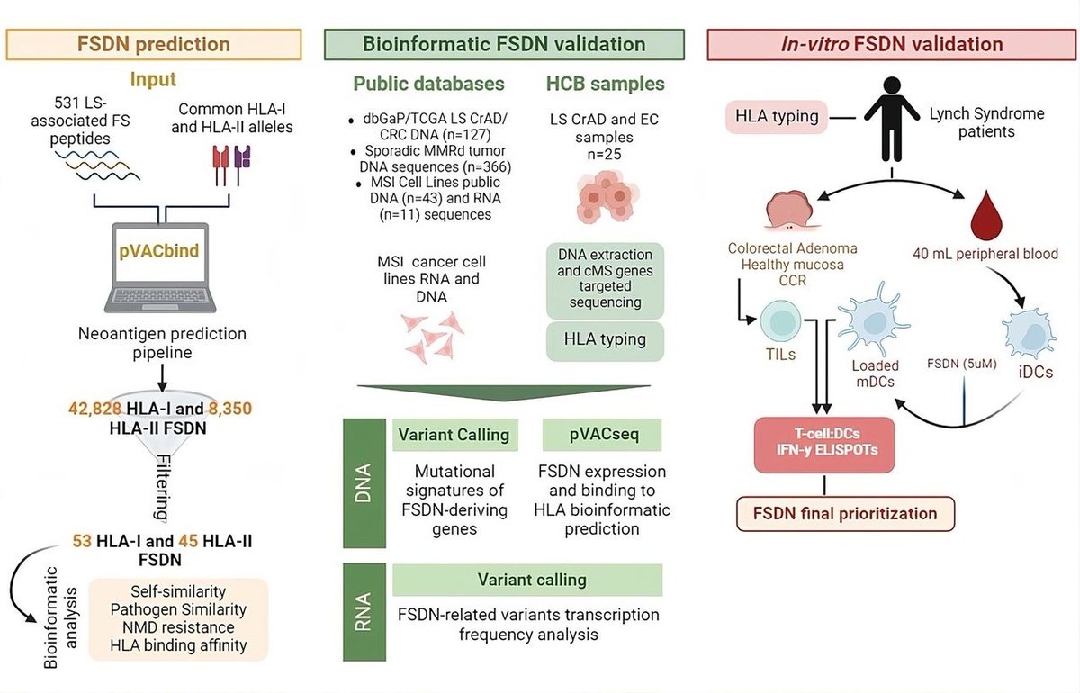 Journal for ImmunoTherapy of Cancer (@jitcancer) on Twitter photo New #JITC article: Discovery and validation of frameshift-derived neopeptides in Lynch syndrome: paving the way for novel cancer prevention strategies bit.ly/3EiJBUN
<a href="/jcastilloiturra/">Joaquín Castillo Iturra</a> <a href="/mariapellise1/">mariapellise</a> <a href="/MoreiraR_Leti/">Leticia Moreira</a> <a href="/merydacaalvarez/">Maria Daca Alvarez</a> <a href="/MartaPinedaRiu/">Marta Pineda</a> <a href="/frankbalaguer/">Francesc Balaguer</a> New #JITC article: Discovery and validation of frameshift-derived neopeptides in Lynch syndrome: paving the way for novel cancer prevention strategies bit.ly/3EiJBUN
<a href="/jcastilloiturra/">Joaquín Castillo Iturra</a> <a href="/mariapellise1/">mariapellise</a> <a href="/MoreiraR_Leti/">Leticia Moreira</a> <a href="/merydacaalvarez/">Maria Daca Alvarez</a> <a href="/MartaPinedaRiu/">Marta Pineda</a> <a href="/frankbalaguer/">Francesc Balaguer</a>
