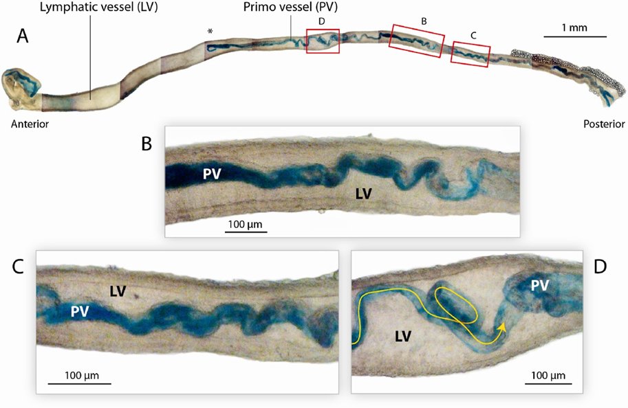 Lymphatic vessels can contain a vessel inside (primo vessel)!
sciencedirect.com/science/articl…
New publication together with colleagues from Seoul National University
 • The primo vessel is part of the primo vascular system and differs from a blood or lymph vessel
#anatomy