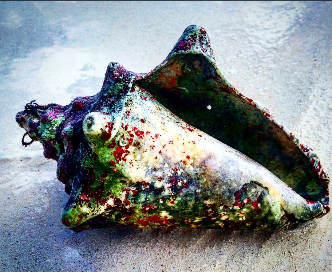 Like the conch shell, wisdom resonates deeply, calling us to listen and spiral inward to truth.