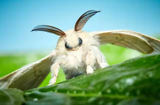 CirelliKau85774's tweet photo. @TangleLemurus i think pancakes are better than waffles... but check out this moth tho https://t.co/xzFVr2L6WA