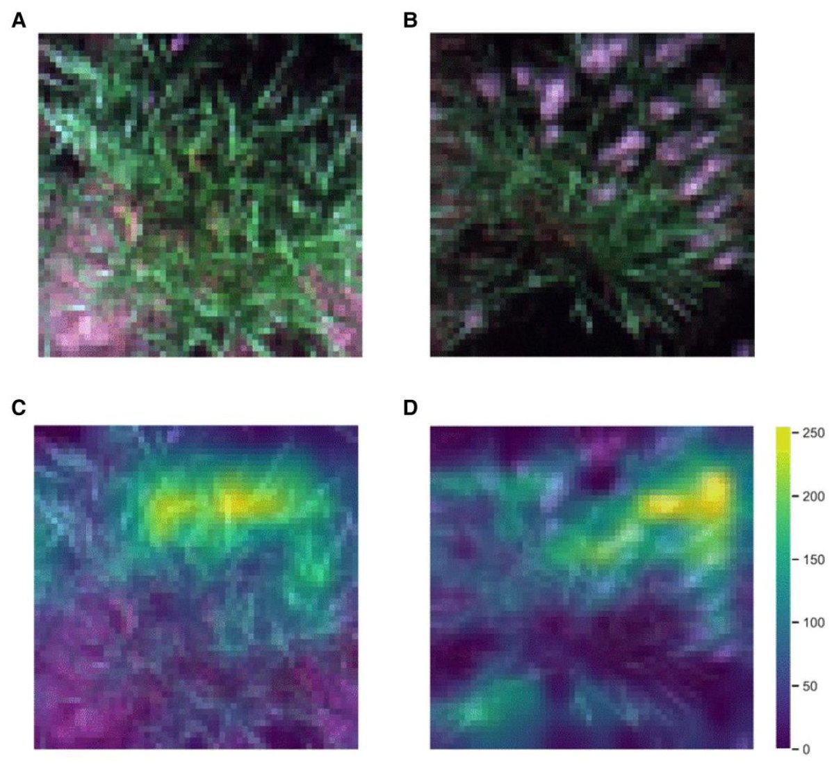 Andrew Leakey (@leakey77) on Twitter photo Happy to share news of our work to develop a new AI approach that is easier to train and easier to adopt for for phenotyping in plant science and crop breeding. <a href="/PlantPhys/">Plant Physiology</a> <a href="/CABBIbio/">CABBI</a> <a href="/DigitalAgUIUC/">Illinois Center for Digital Agriculture</a> <a href="/NAPPN_org/">North American Plant Phenotyping Network</a> <a href="/I_P_P_N/">IPPN</a> <a href="/ASPB/">ASPB</a> news.illinois.edu/new-approach-m… Happy to share news of our work to develop a new AI approach that is easier to train and easier to adopt for for phenotyping in plant science and crop breeding. <a href="/PlantPhys/">Plant Physiology</a> <a href="/CABBIbio/">CABBI</a> <a href="/DigitalAgUIUC/">Illinois Center for Digital Agriculture</a> <a href="/NAPPN_org/">North American Plant Phenotyping Network</a> <a href="/I_P_P_N/">IPPN</a> <a href="/ASPB/">ASPB</a> news.illinois.edu/new-approach-m…