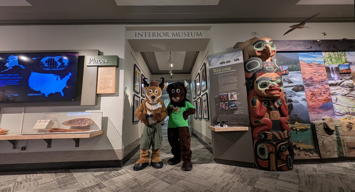 InteriorMuseum's tweet photo. As a bonus, we even spotted some special guests visiting the @InteriorMuseum for @Interior's Bring a Kid to Work Day: Seymour Antelope from @BLMNational, Puddles the Blue Goose from @USFWS, and #BuddyBison from the National Park Trust! https://t.co/WKnpz0zS0H