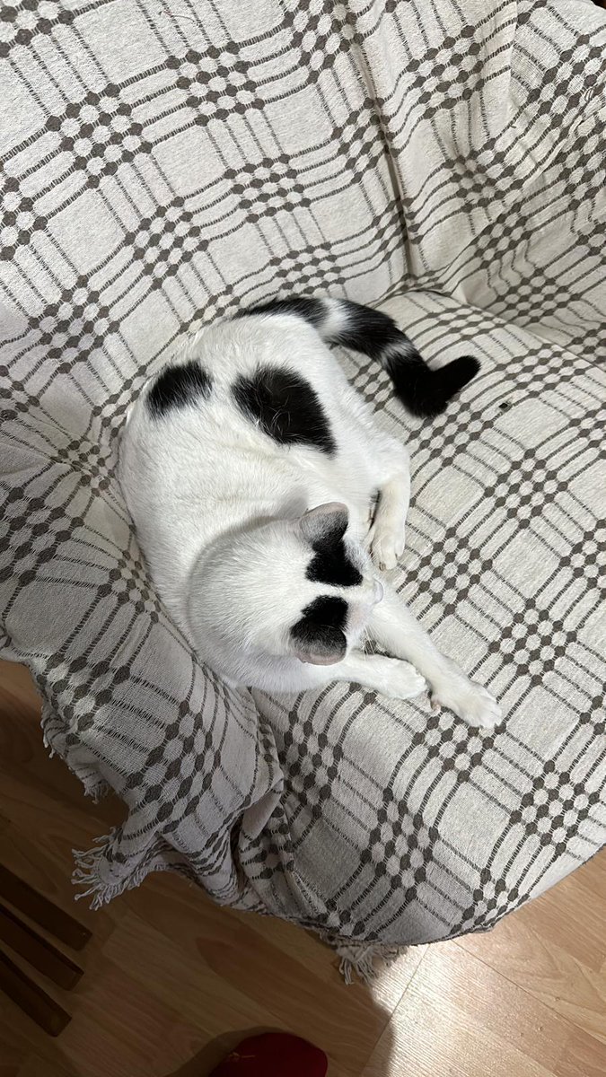 Tuzla Piyade Okulu Lojmanları- eski Tıpkent Sitesi civarlarında kedimiz kayboldu. 8 yaşında, erkek, kısır, ismi Mars. Görenlerin 05303433742 numaralı hattı aramasını rica ediyoruz. 
#tuzla #kayıpkedi #KAYIP #kedi