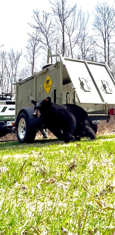 ⚠️Bear update⚠️:  Thanks to quick coordination with our partners at Ottawa Police Services and National Capital Commision, we were able to safely chemically immobilize the bear and relocate it back to its natural habitat—well away from people and pets.

We're grateful for the