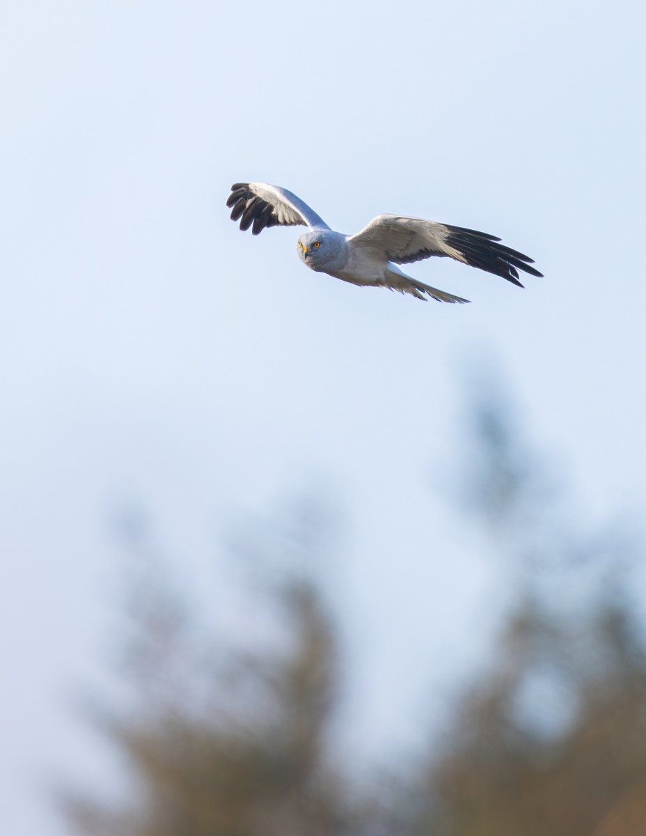 dunbar44's tweet image. Some great encounters this week in Co.Antirm!! Love spring ! @BBCSpringwatch @bbcniweather @UlsterWildlife