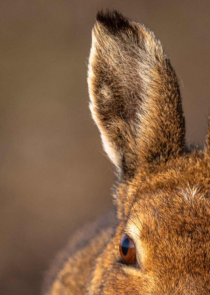 dunbar44's tweet image. Some great encounters this week in Co.Antirm!! Love spring ! @BBCSpringwatch @bbcniweather @UlsterWildlife