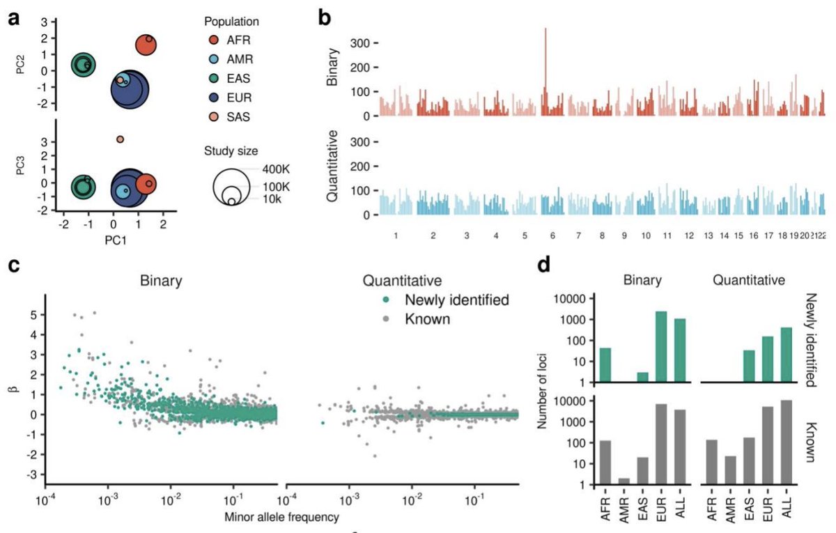 Massive multi-ancestry GWAS resource for 1,167 clinical traits &amp; diseases in 6 global biobanks (n=1,789,365)

👉29,139 locus-trait pairs
👉2,624 non-overlapping loci across the genome 
👉associated with 6 traits each (median)
👉colocalization across traits for 72% of loci [1/3]