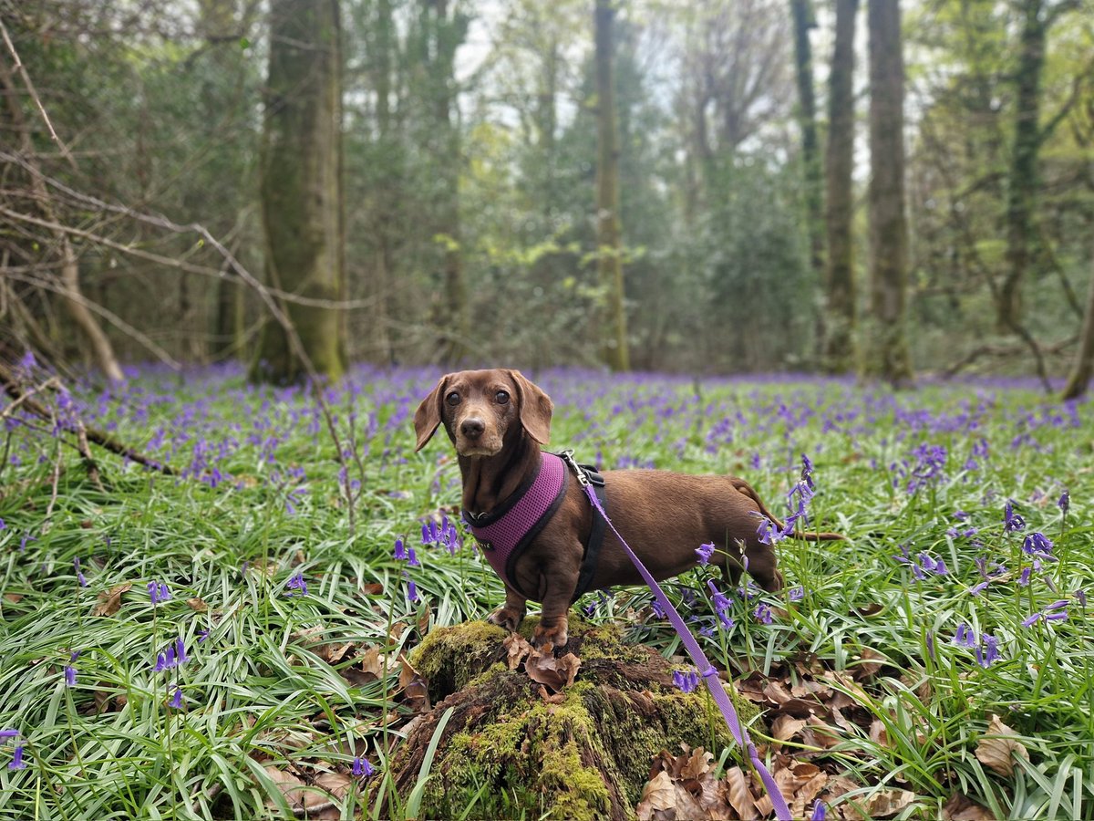 Annual bluebell walk 🪻🐾