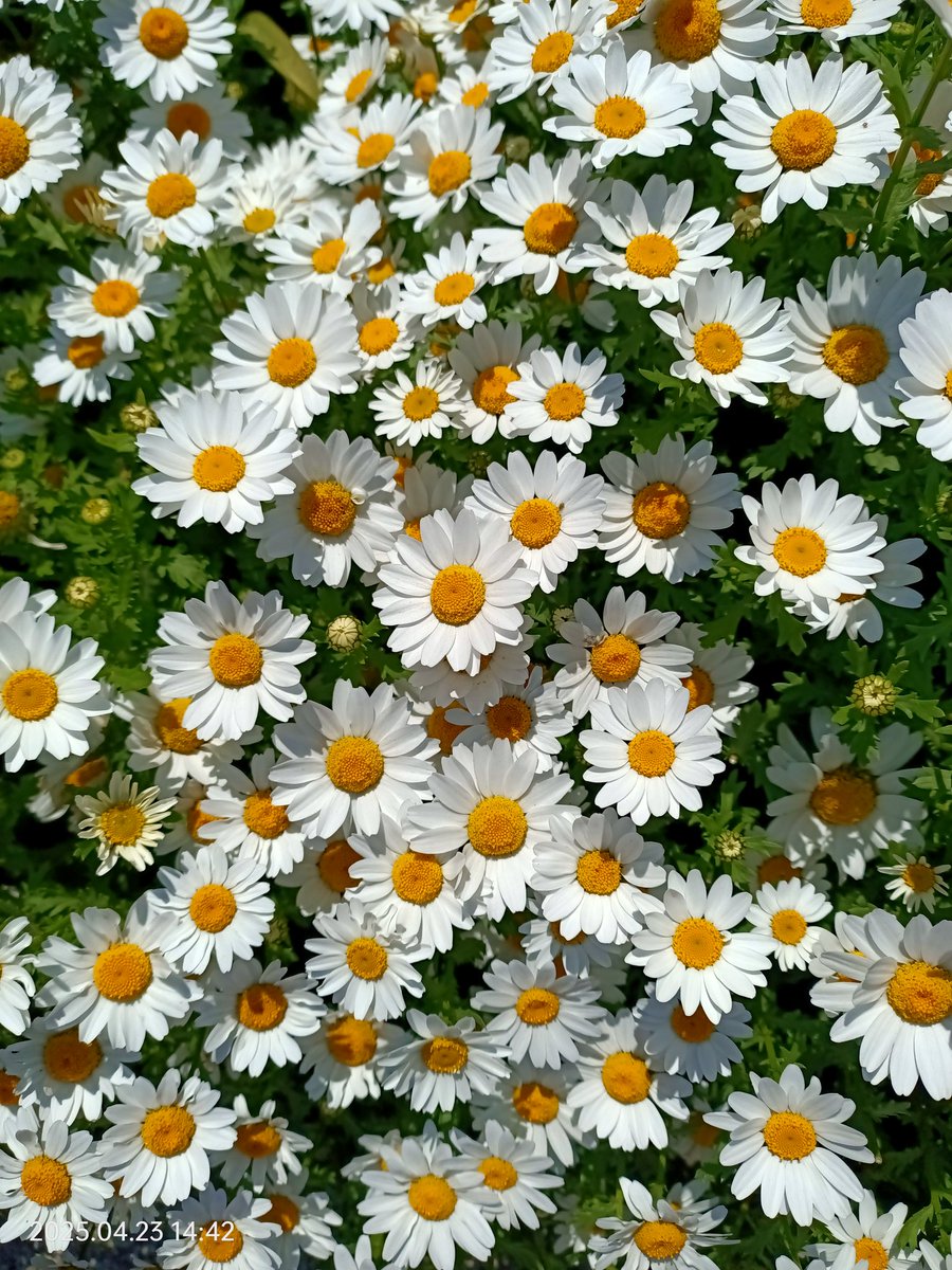 Sana da kırgınım papatya bir seviyorumu sığdıramadın onca yaprağına🌼