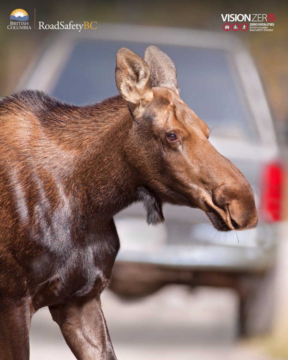 Spring means more than just nice weather. Watch for hidden dangers:

✔ Wildlife crossings. 
✔ Sun glare. 
✔ Loose gravel &amp; wet roads. 

Stay alert, expect the unexpected!