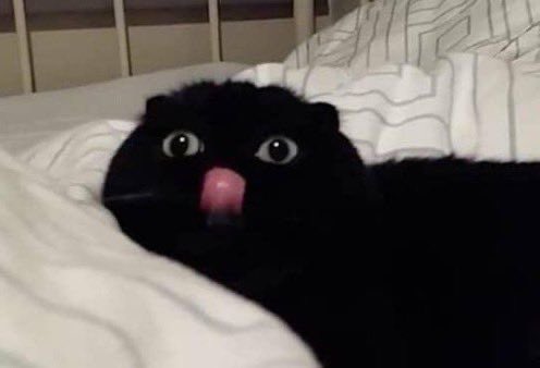 PirateCatComic's tweet image. 👁️      👁️
       👅
