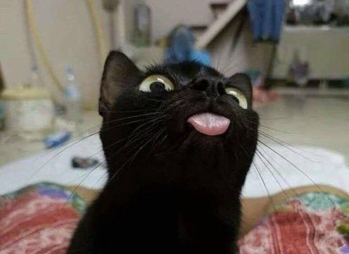 PirateCatComic's tweet image. 👁️      👁️
       👅