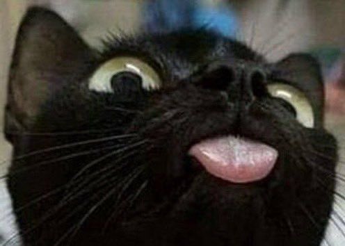PirateCatComic's tweet image. 👁️      👁️
       👅